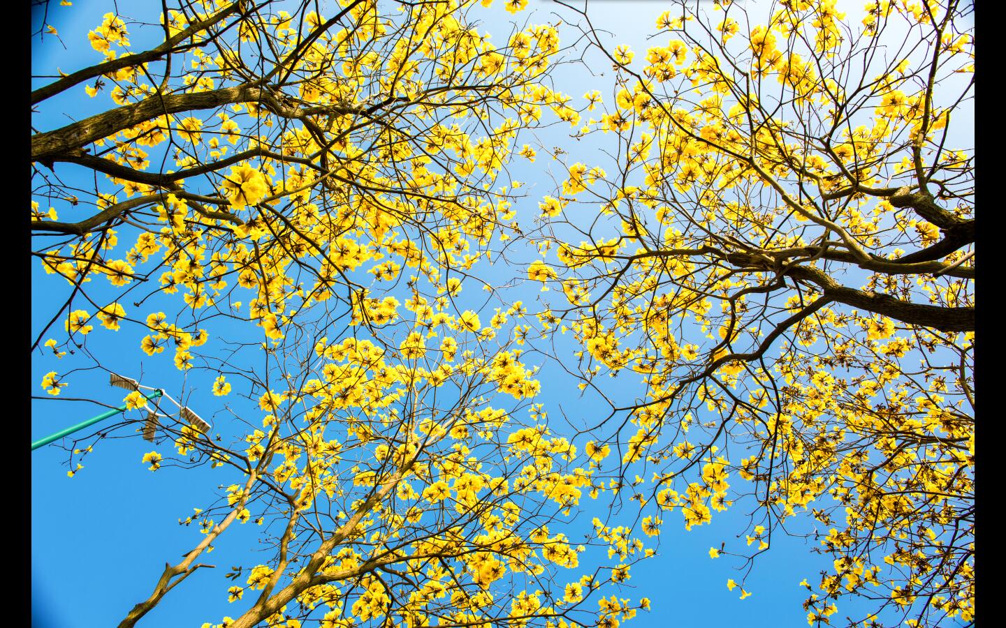 风铃花开（王春水摄）.jpg